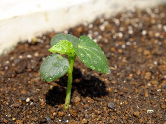 定植前の土づくり 農家が教える「順番」とは？これ通りやればOK