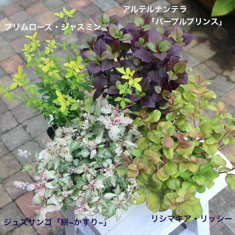 リシマキア リッシーの育て方