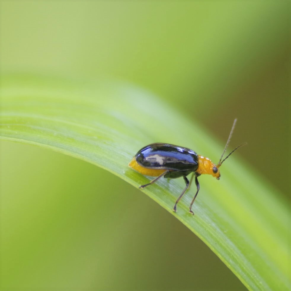 さやばたけ ウリハムシの便利な捕まえ方！自己流ですが無料で簡単に捕まえられます。薬も一切使いません。2020 08 02