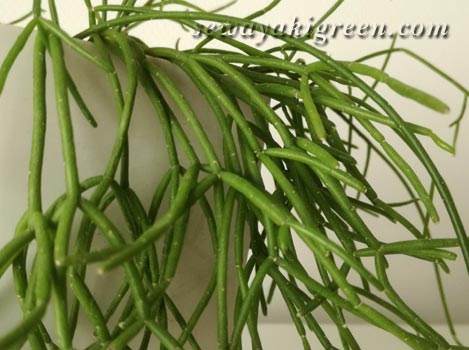 リプサリスの育て方 水やりの頻度や増やし方は？🍀GreenSnap グリーンスナップ