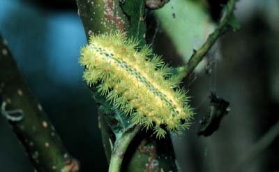 お庭の虫についてーイラガの繭ーブログ大阪の自然植栽専門店Aonosumika