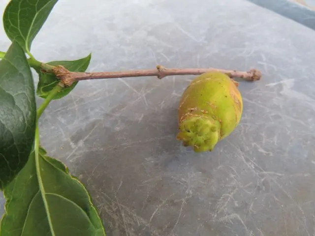 晩冬の季語「蝋梅 ロウバイ 」は梅ではなく毒もある ﾟдﾟ ！園楽project~園芸・植物を楽しむ情報サイト～