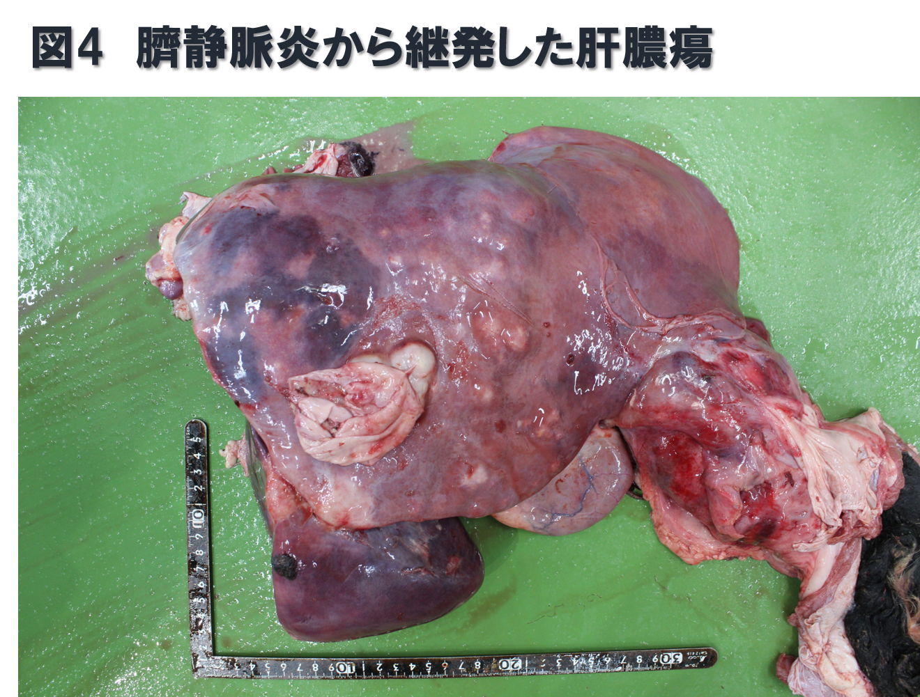 赤ちゃんのおへそ太田こどもとアレルギークリニック 新潟県長岡市の小児科・アレルギー科・内科