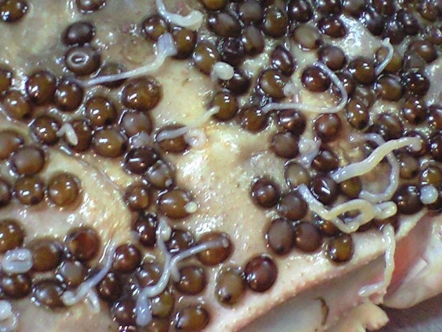 スタバなのに “キモすぎる”？笑 話題の新作パイを食べてみた。←MORE