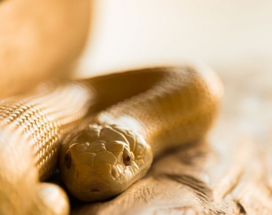 夢日記：大蛇がうようよ出てくる高瀬八鳳 TakaseYaho