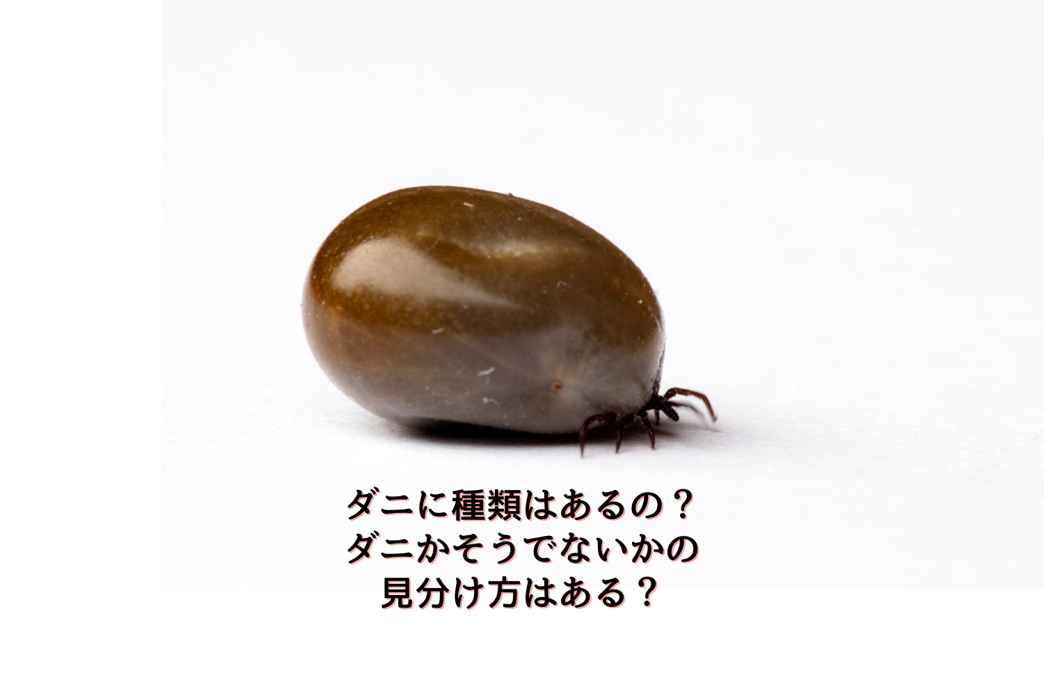 見える ダニ 黒い 小さい 丸い虫の発生源と駆除方法まとめ虫退治、はじめました