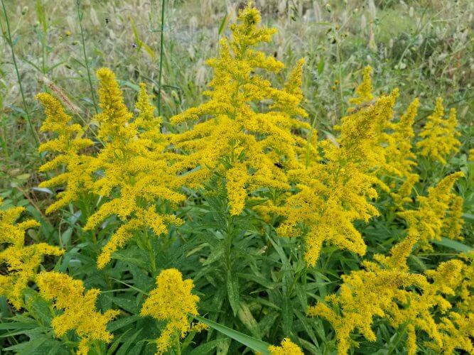 ブタクサ花粉症の症状と対処法を解説します阪野クリニック