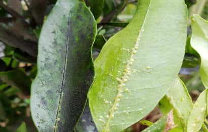 レモンの木のスス病対策庭に植えているレモンの木 マイヤーレモン の葉がひどい- Yahoo!知恵袋