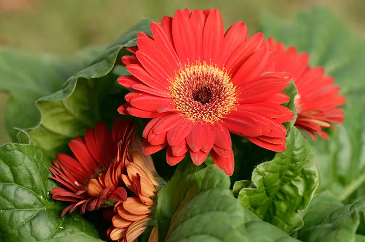 ガーデンガーベラの育て方株式会社ハクサン花や植物、園芸資材を取扱う花卉園芸界の総合商社 種苗会社