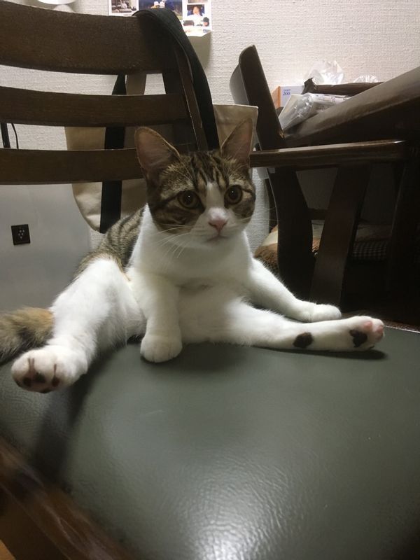 スコティッシュフォールドの骨軟骨異形成症子猫の時期から痛みが出る遺伝性の病気イース動物病院大田区で診療を行う動物病院