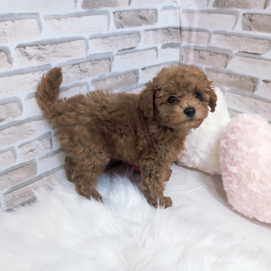 ペット用食器のヌメリを洗剤を使わずに水だけでキレイにする方法株式会社ナチハマ