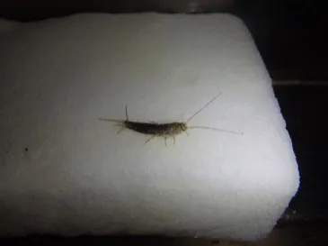 お米に糸がひく？？お米の保存方法ノシメマダラメイガの幼虫達人の自然栽培米10年以上無農薬の熟練農家のお米を産地直送