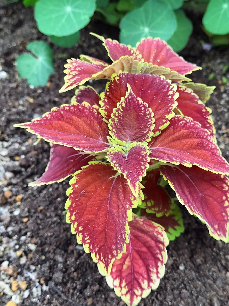 栄養系コリウス- LittleAntiqueGarden～リトルアンティークガーデン～