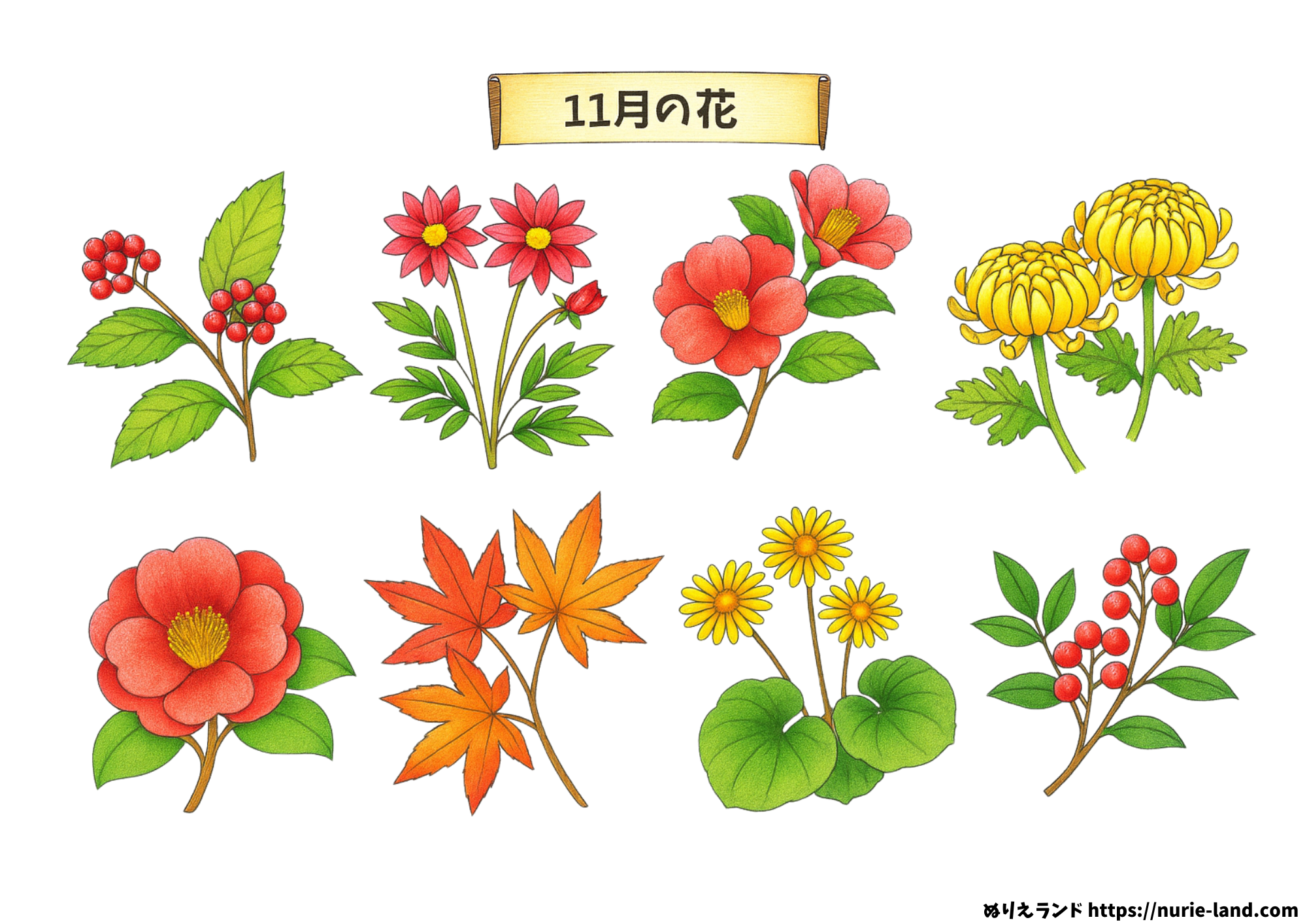 花の塗り絵明日の介護をもっと楽しく 介護のみらいラボ 公式