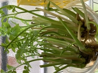 せりの育て方完全ガイド！家庭菜園での栽培方法や注意点