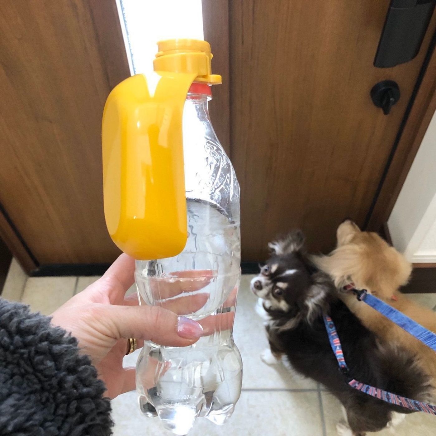 マナー水の役割知ってます？わんぷろ