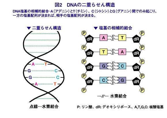 車山高原レア・メモリーが語る、「呼吸鎖・電子伝達系」