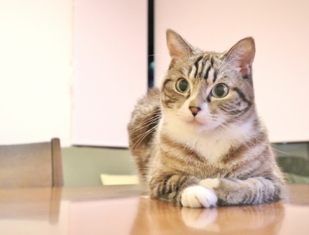 猫のよくある病気富谷市明石台のくさか動物病院