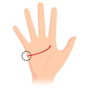頭脳線 知能線 の意味とは？二本に枝分かれしていたり切れてたり長い まっすぐや下向き ・短い時の意味を画像で詳しく紹介！無料占いfushimi