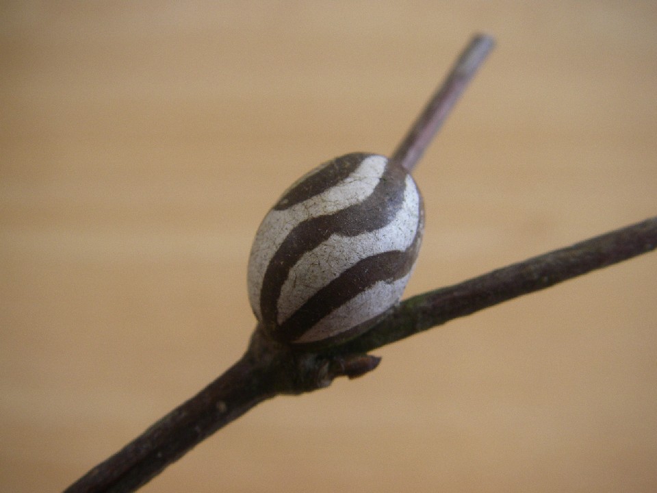 イラガの繭づくり 2