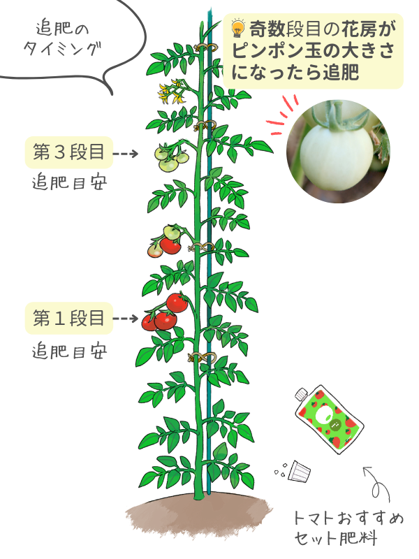 ミニトマト栽培の秘訣 収穫量を増やす2本仕立てを解説！ – エコ・ファーム鳥取