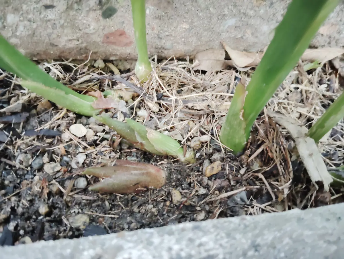 ベランダ・お庭で育てよう！薬味に欠かせない ミョウガ の育て方とレシピ集キナリノ