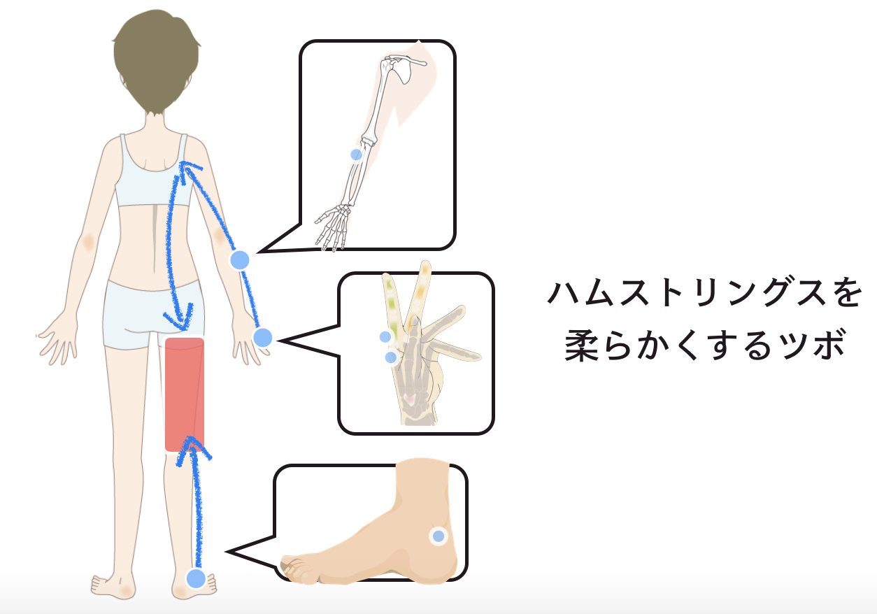 ストレッチポールで太ももの裏側『ハムストリングス』を柔らかくしよう
