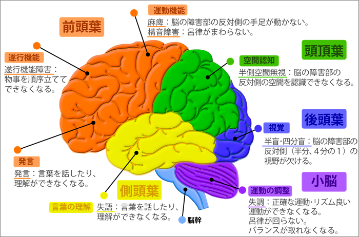 脳部位の日本語名と英語名！場所別まとめ！自分でできるボディワーク