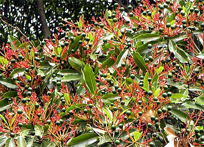 ムクドリ タブノキの実を食べ尽くす勢い！驚きの日々！祖師谷公園をめぐる四季