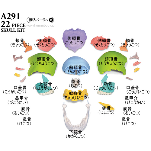 黒澤一弘 かずひろ 解剖学IT教育・指圧師・ラダック on X: 