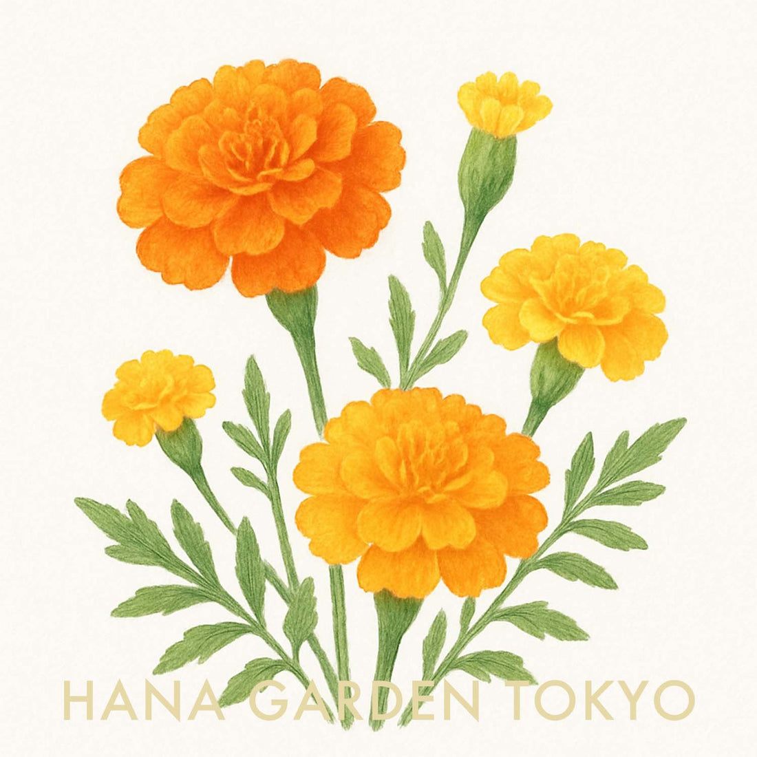 黄色いマリーゴールドの花言葉「健康」 癒しの花と音楽 - YouTube