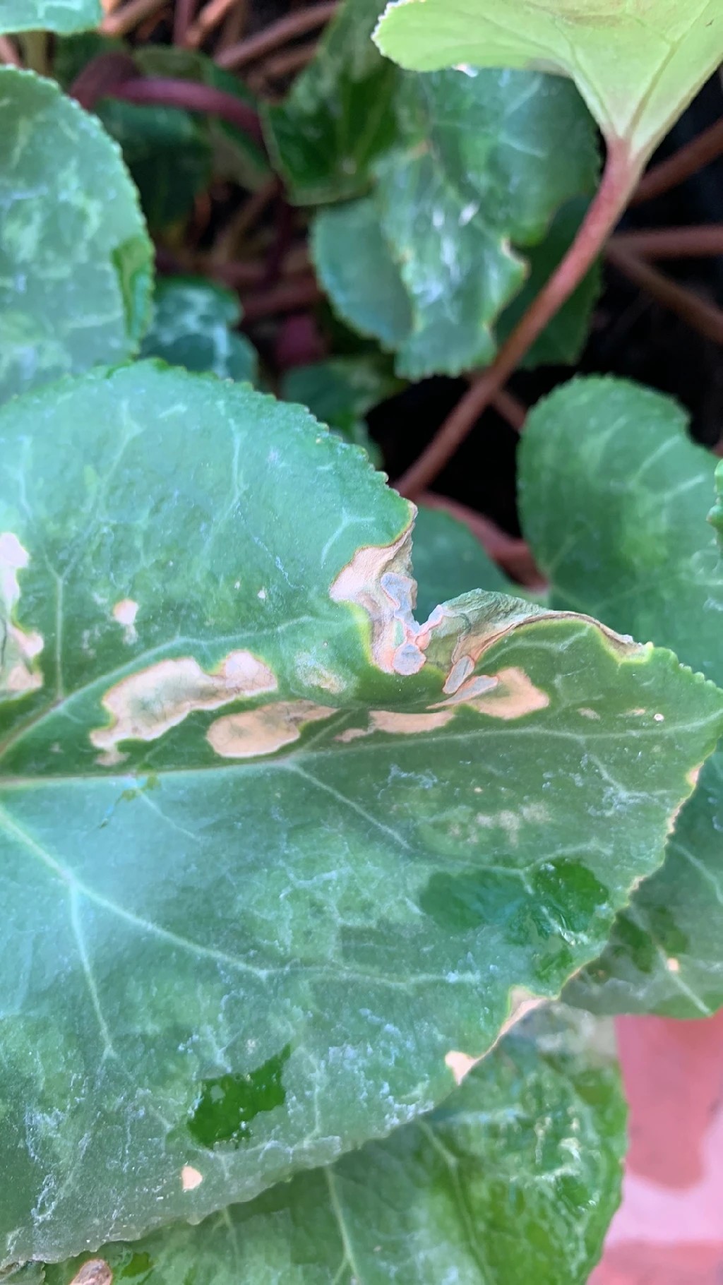 シクラメンの葉が黄色くなる原因と対処法育成で気をつける点を解説 - PLANT LOUNGE ～ 観葉植物の部屋