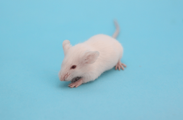 改訂 マウス・ラット実験ノート