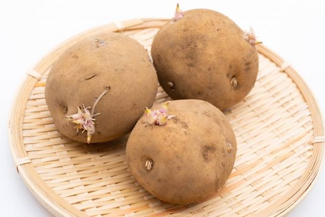新じゃがいもは意外と繊細!? 保存には注意が必要 - ウェザーニュース
