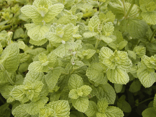 アップルミント