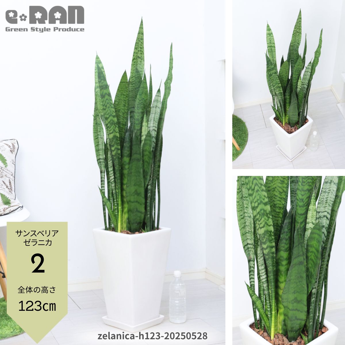 サンスベリアは観葉植物の中でも風水効果大！育て方も紹介 専門家監修