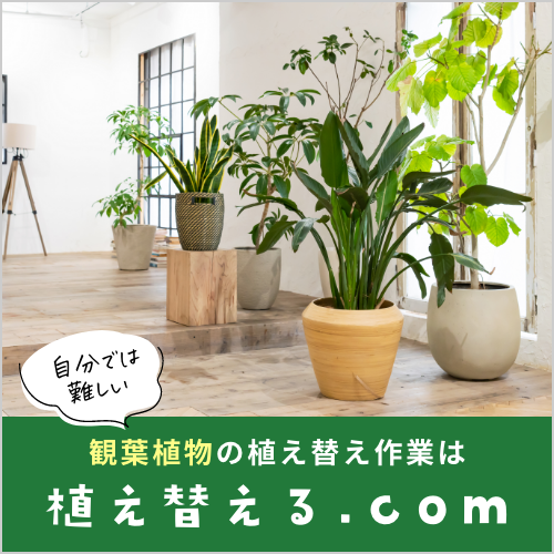 虫除けの効果がある！おすすめグランドカバー用ハーブ7選 - Campifyマガジン