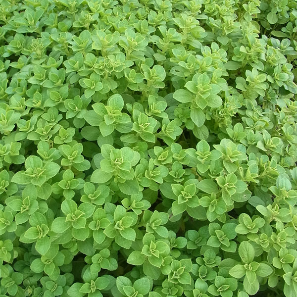 DAIM daim 猫よけ ここダメシート 幅30cm 5m巻 ここだめシート 猫よけ対策 猫除け シート 庭 花壇 プランター 忌避 野外 屋外野良猫 ノラ猫 第一ビニール : ダイムファクトリー Yahoo!店 - 通販 - Yahoo!ショッピング