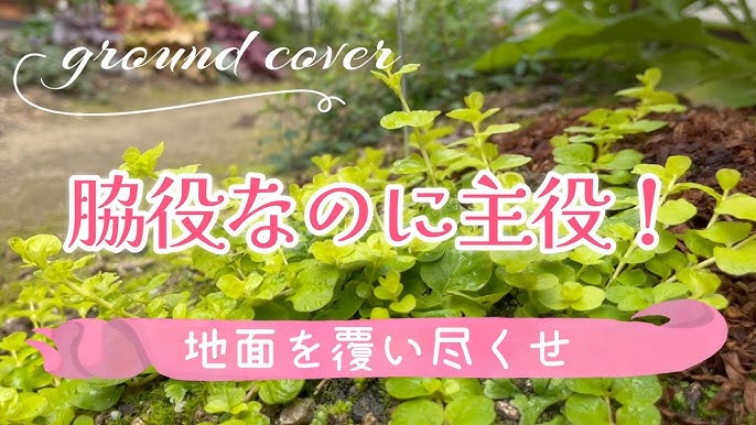 リシマキア ヌンムラリア オーレア 苗 販売 苗木部 By 花ひろばオンライン