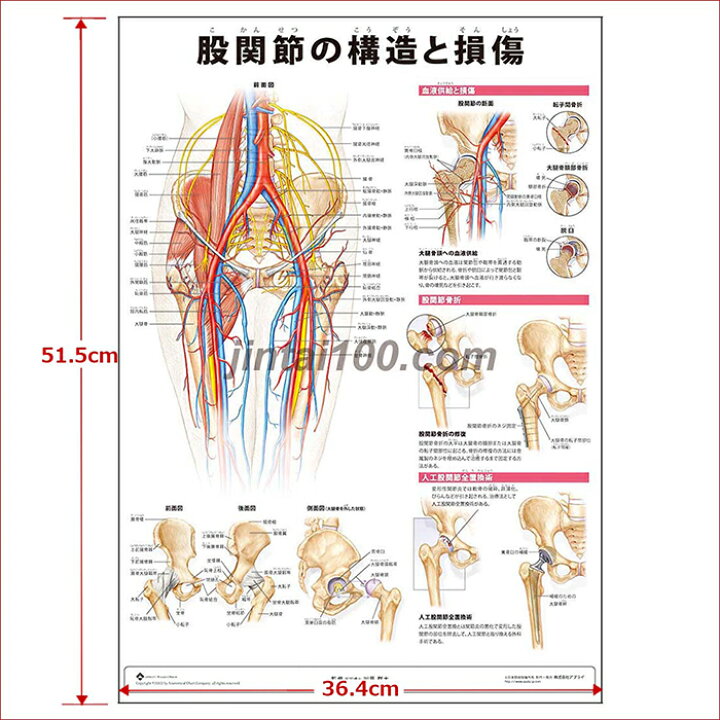 股関節の構造 - 北京堂鍼灸 伊東