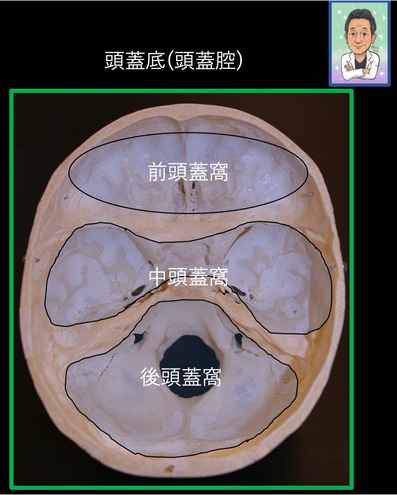 頭蓋 図 : 正常解剖学e-Anatomy