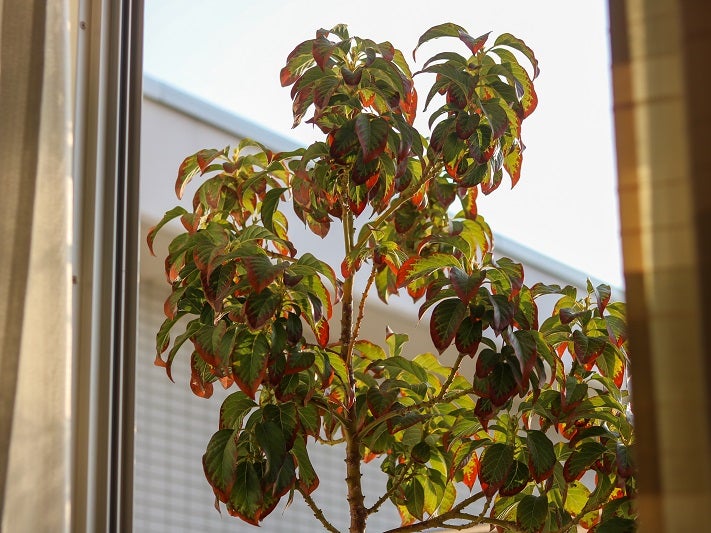 五感を刺激するアボカドの水耕栽培種から発芽のち、鉢植えで観る楽しみを - ノウキナビブログ農機情報をお届け中