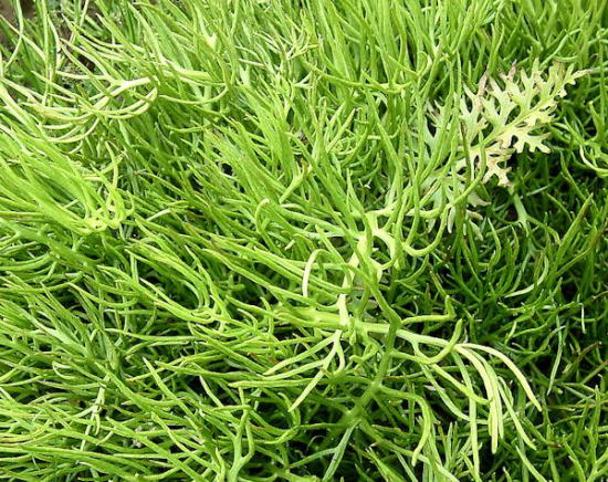 和田麻希 Maki Wada@wamaki26X