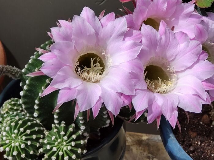 クジャクサボテン・季節の花と花言葉kensan-0427さんのﾌﾞﾛｸﾞ