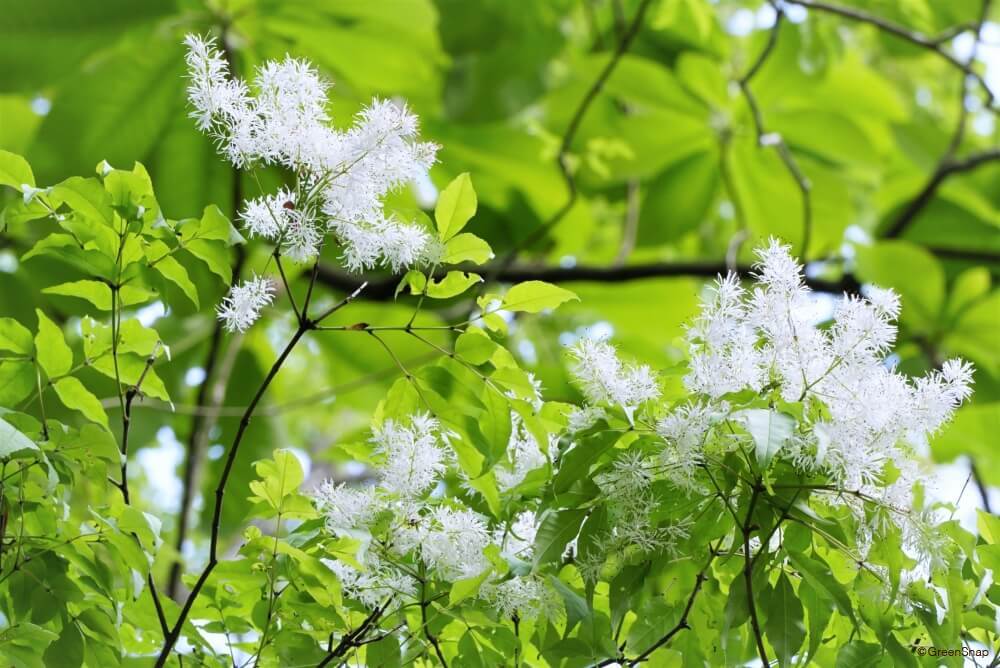 アオダモ株立・山採り物 樹高約1.50m常緑ヤマボウシなどの庭木なら植木の通販 スカイグリーン