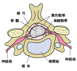 Visual Anatomy 視覚解剖学