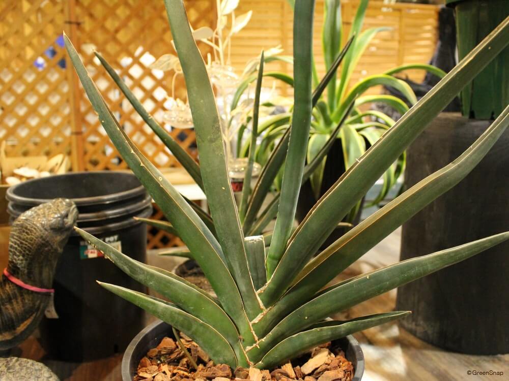 楽天市場P2倍！10 17 金 9:59まで サンスベリア 観葉植物 ミニサイズ 4号 トラノオ サンセベリア おしゃれ ローレンティ 植木鉢ミニサイズ 虎の尾 送料無料 専門店 種類 インテリア お祝い ギフト 風水 玄関 お試し 開業祝い 開店祝い 事務所 北欧 小さい 卓上