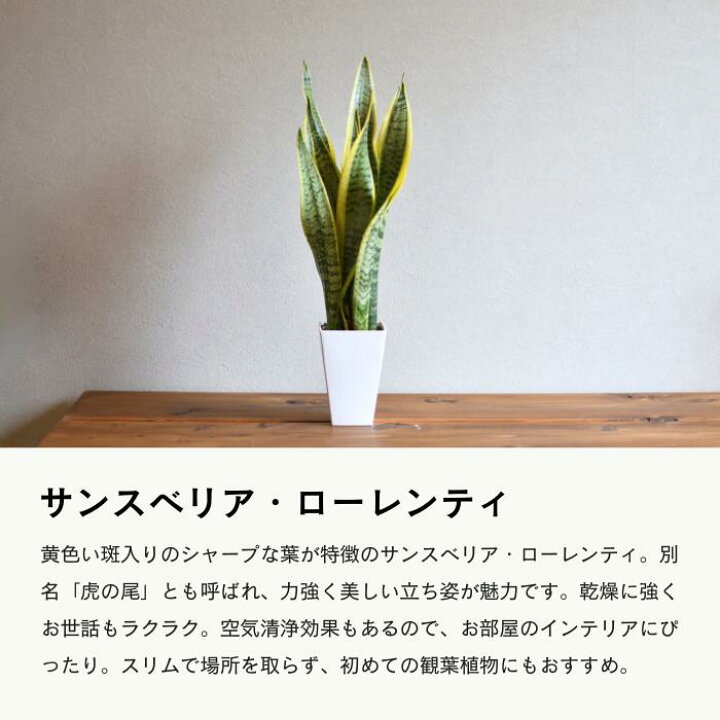 楽天市場P2倍！10 17 金 9:59まで サンスベリア ミニサイズ スパーバ ハニー グリーン ハニー3.5号 観葉植物 種類 おしゃれトラノオ 多肉植物 卓上 小さい 棚 風水 デスク インテリア ギフト プレゼント おすすめ 引越し祝い 新築祝い 開店祝い 虎の尾 : 花ごころ