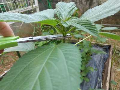 初心者が行うモロヘイヤ栽培・収穫！プランター栽培にオススメ