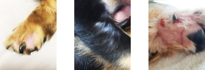 ラブラドールレトリバーの被毛のケアは大変？抜け毛対策やお手入れ方法など - petan